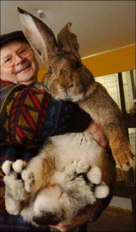 Herman, the German Giant Bunny